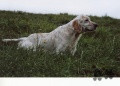 Setter Anglais TOY DU SENTIER DES LUTINS